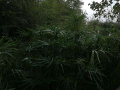 -白鹭湾湿地公园