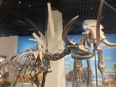 -国家自然博物馆