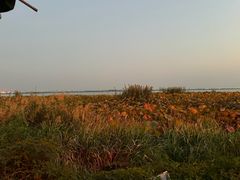 -七的湖·晚芳亭·阳澄湖农家菜·大闸蟹(莲花岛店)