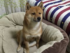 -美联众合动物医院·24h京西诊疗中心