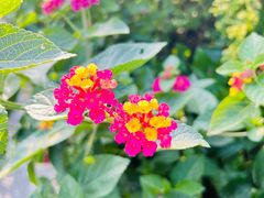 -花开海上生态园