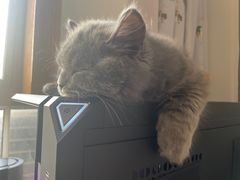 -喵zoo家庭繁育猫舍(尖东智能花园店)
