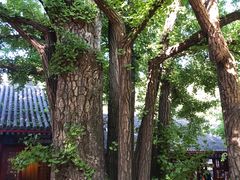 -红螺寺