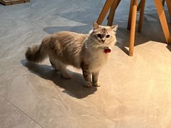 -四月宠物医院·猫专科·心脏专科·内科(转塘店)