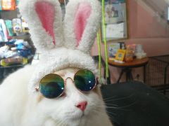 -车接车送·寄养洗护·德文猫舍(大宁店)