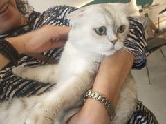 -飞行喵MR PILOT|猫舍·猫咖(静安大融城店)