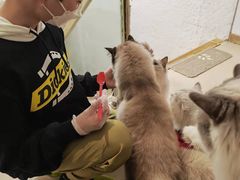 -猫在这儿猫咪咖啡馆·撸猫馆