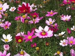 -南宁良凤江国家森林公园