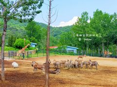 -大连森林动物园