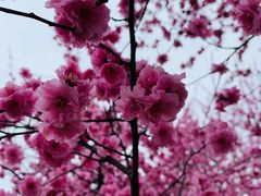 -白塘生态植物园