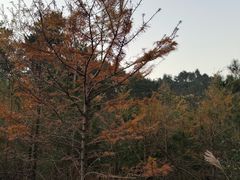 -四明山国家森林公园