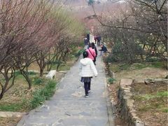 -香雪海