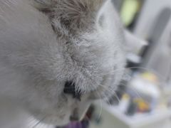 -宠颐生贝利健动物医院(谢家湾分院)