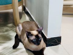 -藏猫猫咖啡主题馆(中央大道店)