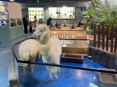 -上海大自然野生昆虫馆(东方明珠·爬宠昆虫探索中心)