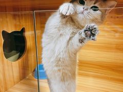-猫十亿·布偶金渐层·曼基康矮脚猫舍(青年路店)
