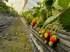 -小鱼草莓采摘园农家乐·小鱼餐厅