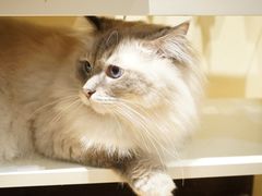 -滚猫咖啡·猫咖·猫友好撸猫(未来城店)