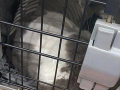-伟伟宠物医院·CT影像中心·瑞派犬猫综合性门诊(汉口总院)