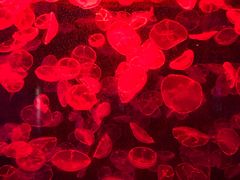 -多彩贵州城极地海洋世界