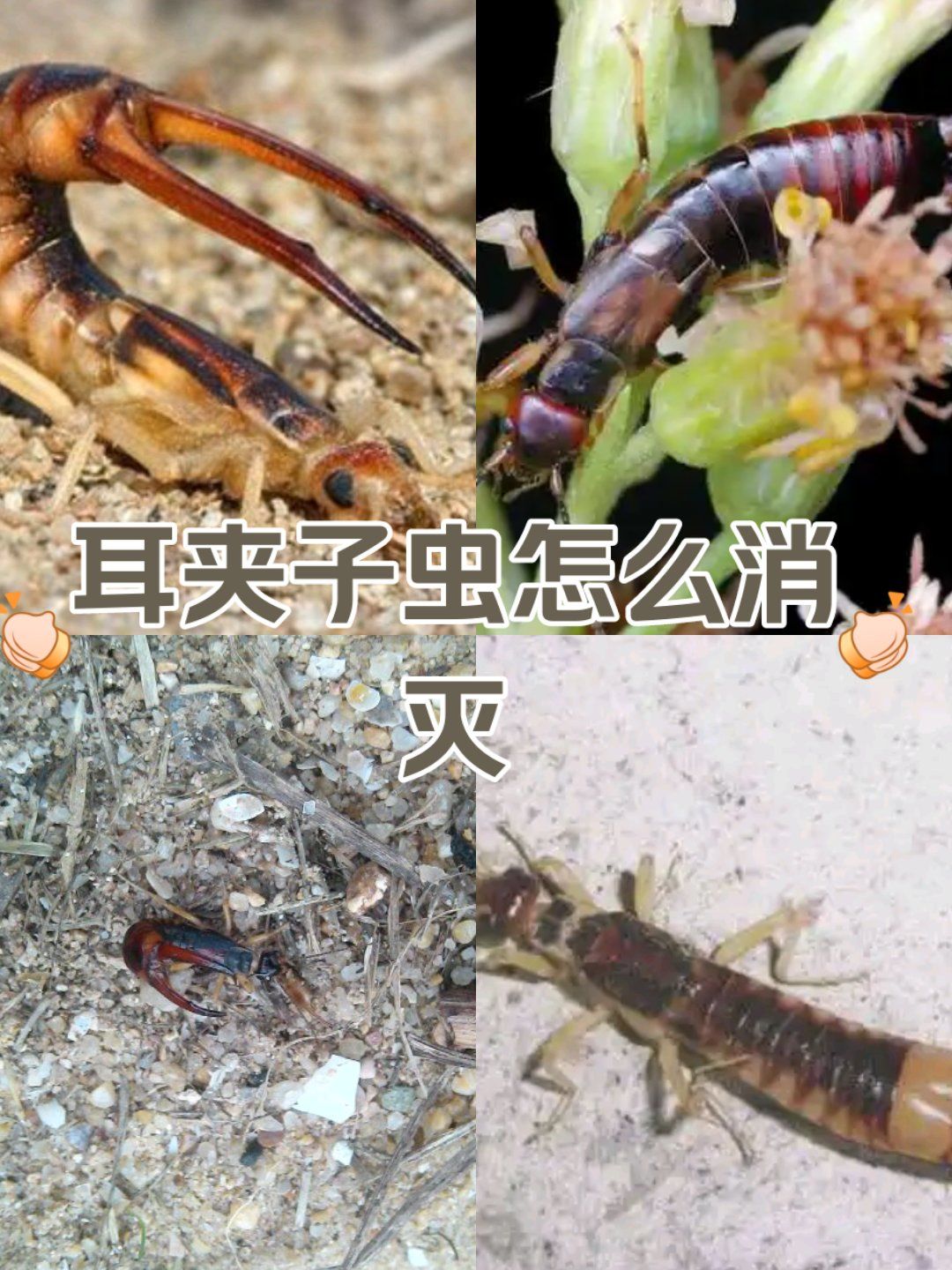 耳夹子虫怎么消灭干净?