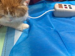 -艾贝尔宠物医院·24H转诊中心·肿瘤猫专科(江宁双龙店)