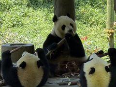 -中国大熊猫保护研究中心雅安碧峰峡基地