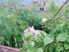 -喵屿·大理花园猫咖