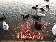 -艾溪湖湿地公园