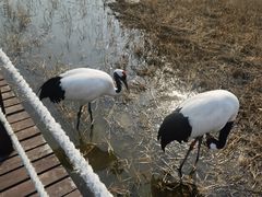 -盐城丹顶鹤湿地生态旅游区