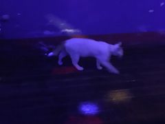 -星宿秘码(鼓浪屿老店)