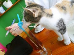 -喵店&猫咖
