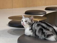 -飞行喵MR PILOT|猫舍·猫咖(静安大融城店)