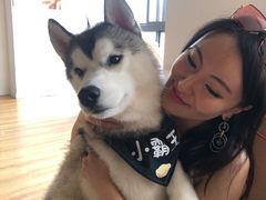 -Husky Go! 哈士奇体验馆·宠物咖啡厅狗咖