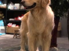 -百好乐宠物友好餐厅(朝外大街店)