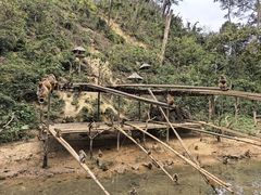 -西双版纳原始森林公园