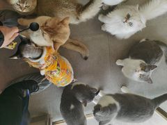 -飞行喵MR PILOT|猫舍·猫咖(静安大融城店)
