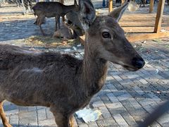 -长白岛森林公园