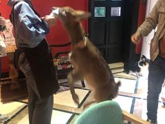 -猫色咖啡·猫咖