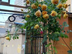 -吴家馄饨