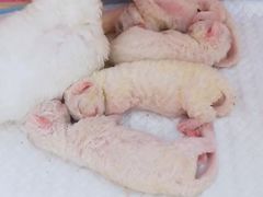 -十年猫舍·猫咪专门店(普陀店)