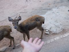 -清迈夜间动物园