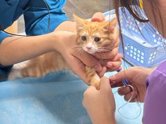 -瑞派·关忠动物医院猫科外科·异宠·24小时转诊中心(祥云店)