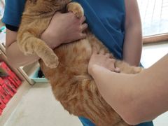 -创凡宠物医院·骨专科  猫科中心(西乡分院)