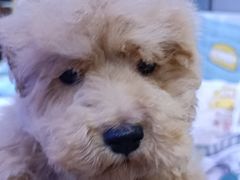 -艾贝尔宠物医院·狂犬免疫点(江山金象城店)