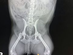 -思宇宠物医院
