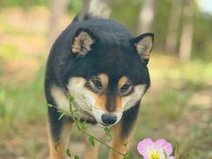 -pd派德宠物中心医院24H急重症·眼科中心·血液透析中心(嵩山北路店)