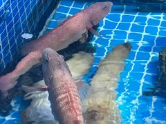 -吉友粥底火锅(方斜路店)