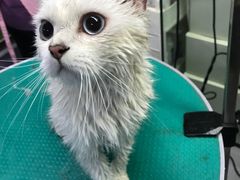 -达爱动物医院·犬猫分区·CT·复杂眼科(远洋山水分院)