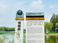 -白洋淀景区